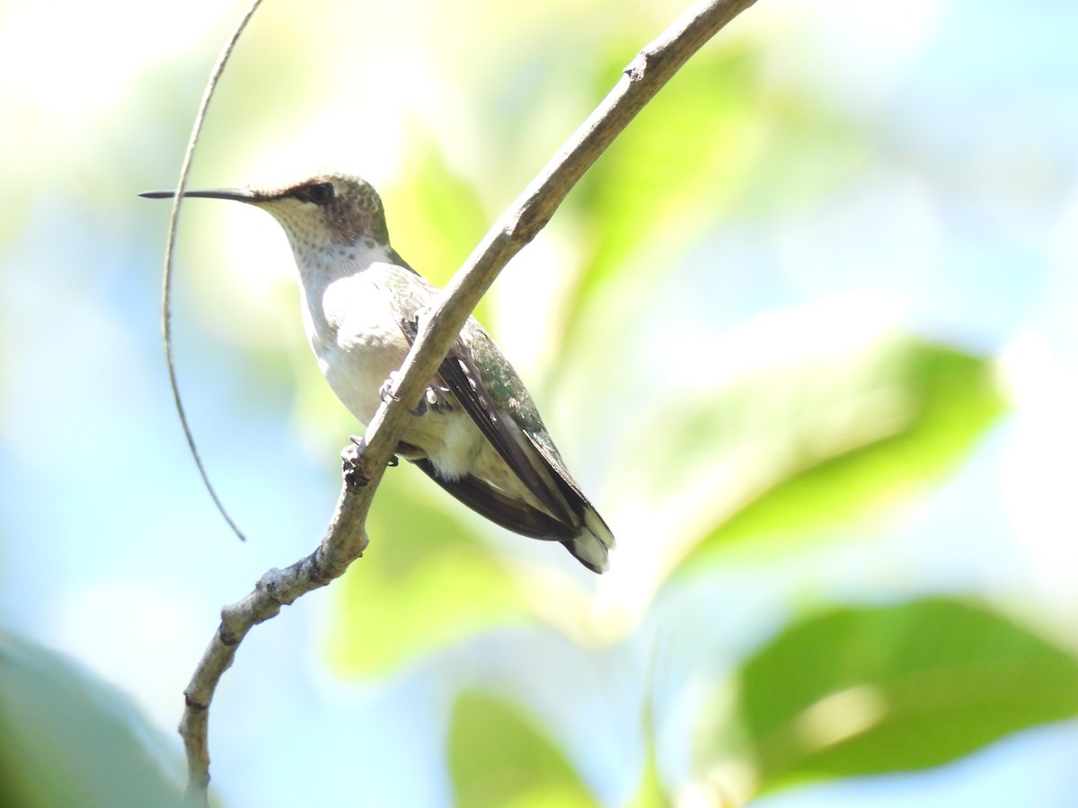 Ruby-throated Hummingbird - ML642768202