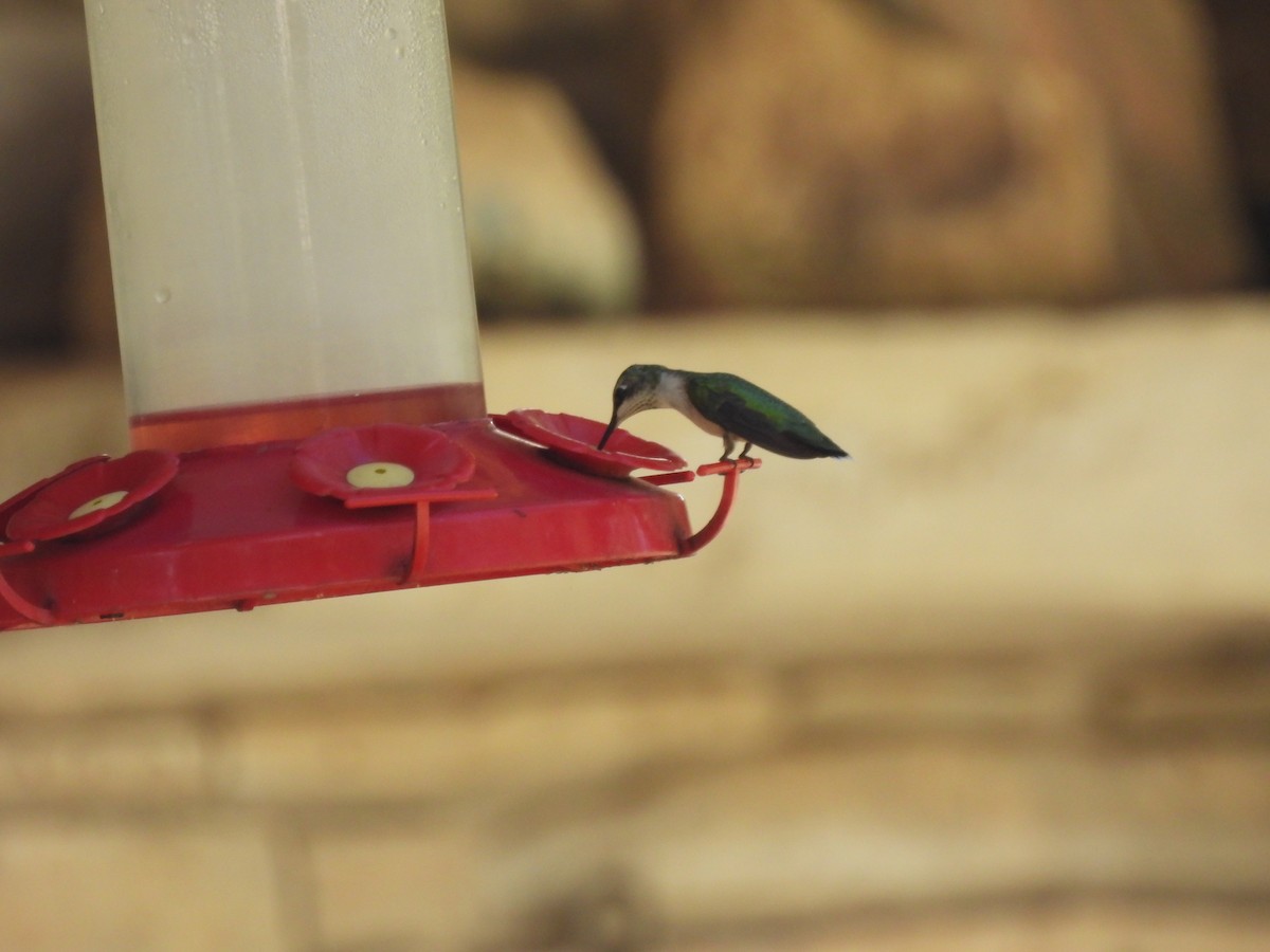 Ruby-throated Hummingbird - ML642768203
