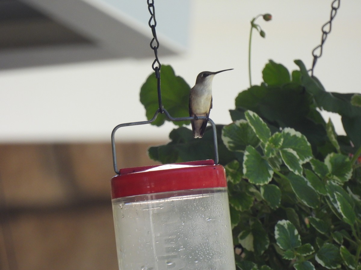 Ruby-throated Hummingbird - ML642768204