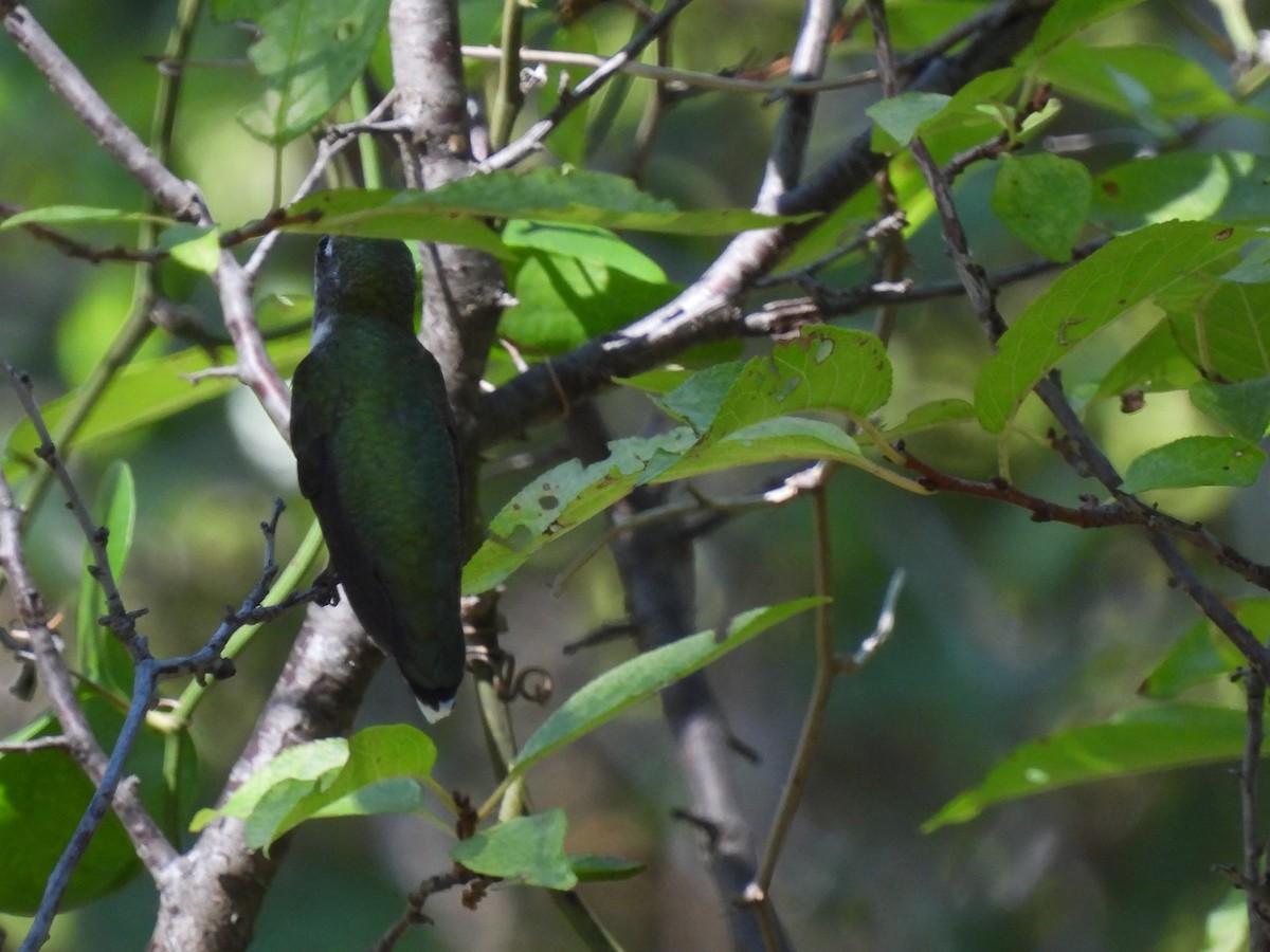 Ruby-throated Hummingbird - ML642768205