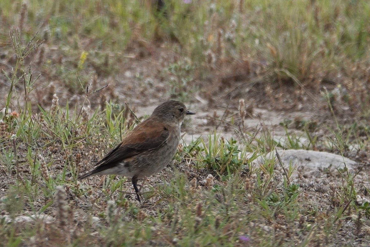 セアカタイランチョウ - ML642768217