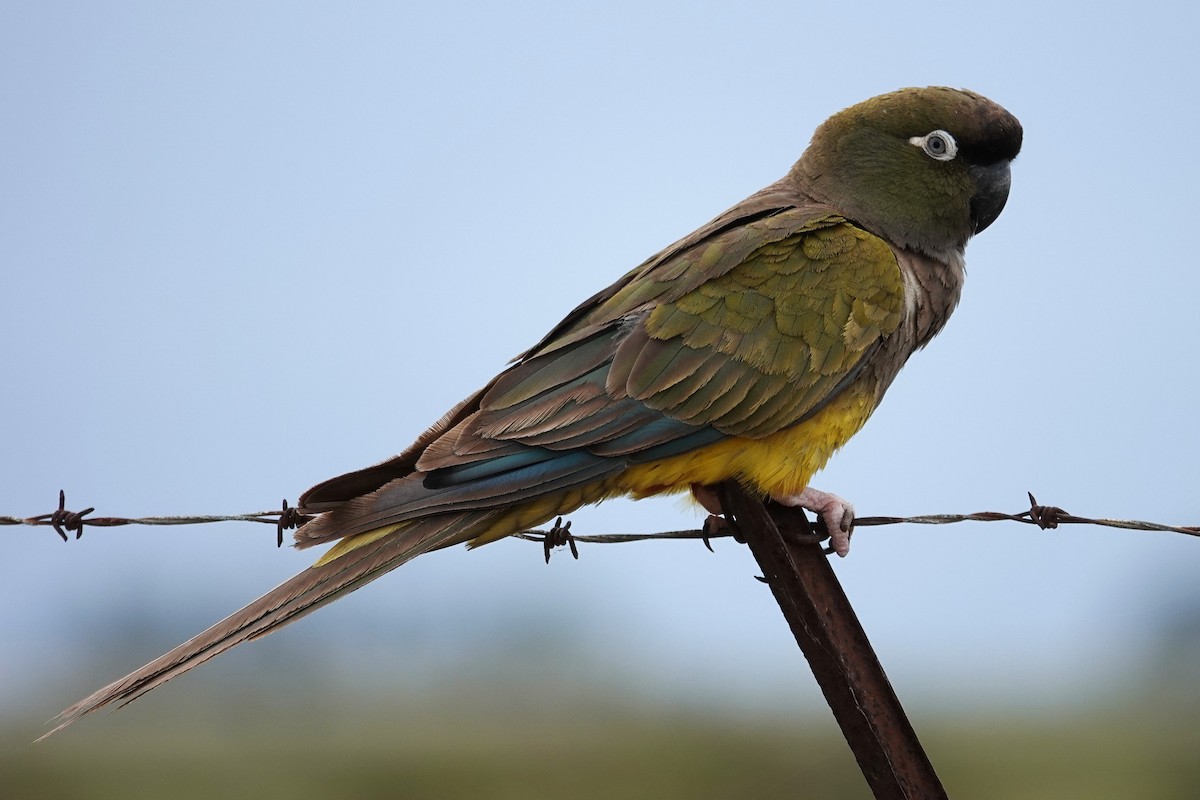 Burrowing Parakeet - ML642768245