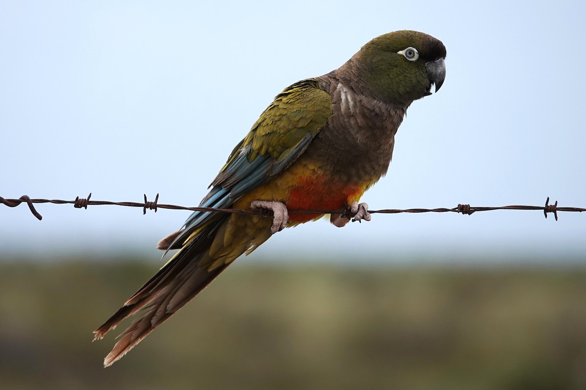 Burrowing Parakeet - ML642768246