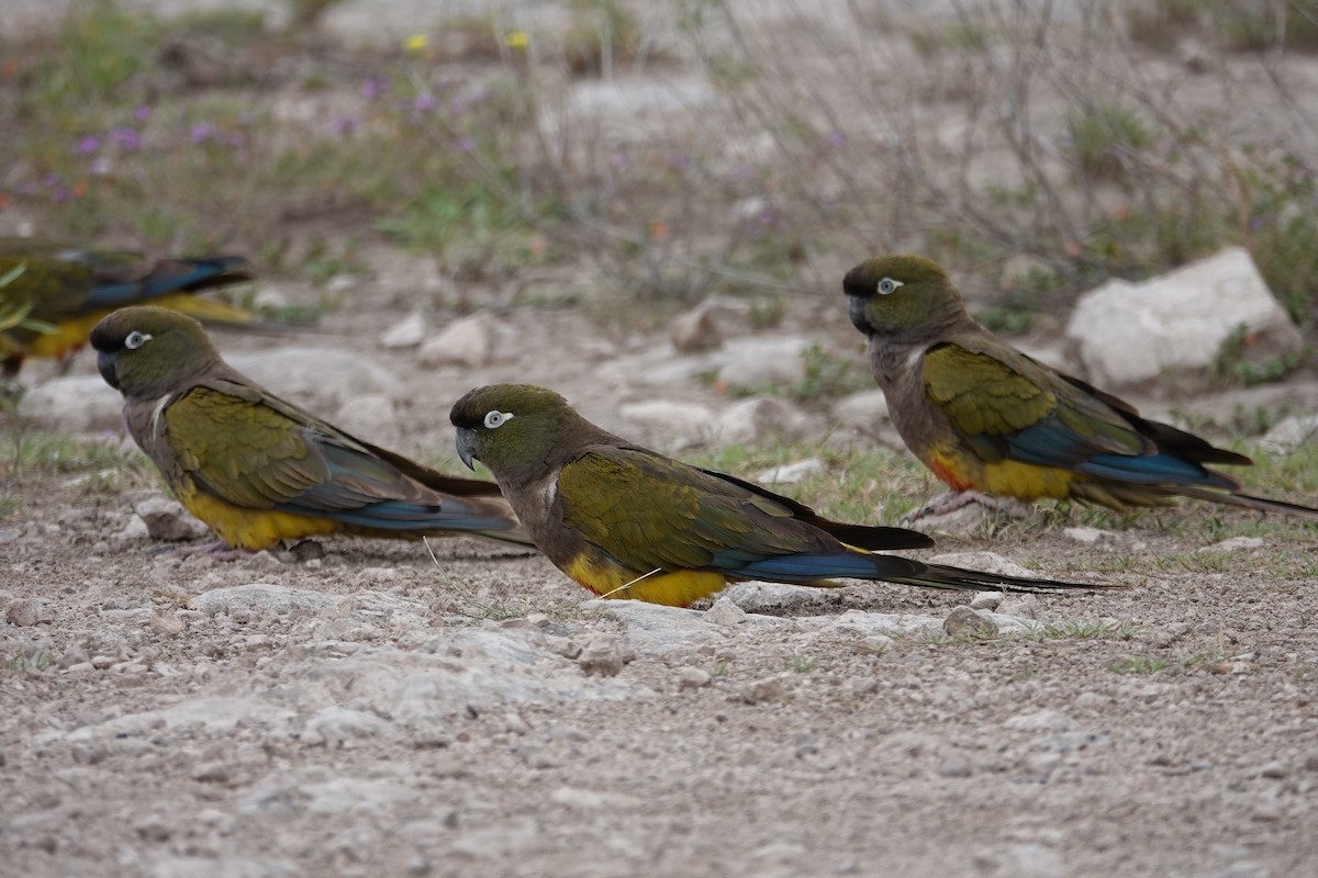 Burrowing Parakeet - ML642768247