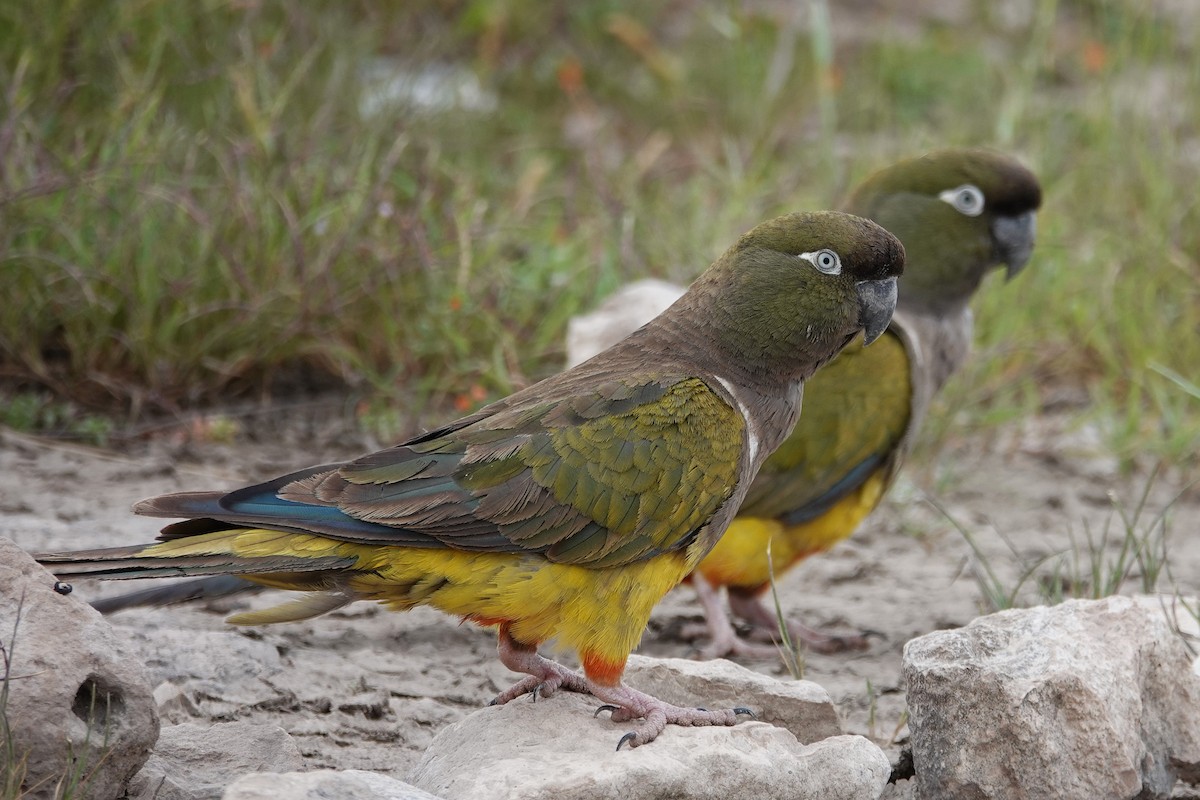 Burrowing Parakeet - ML642768249