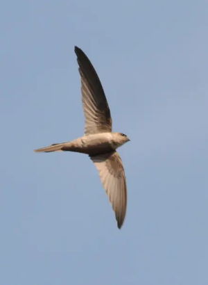 Antillean Palm Swift - ML642768253