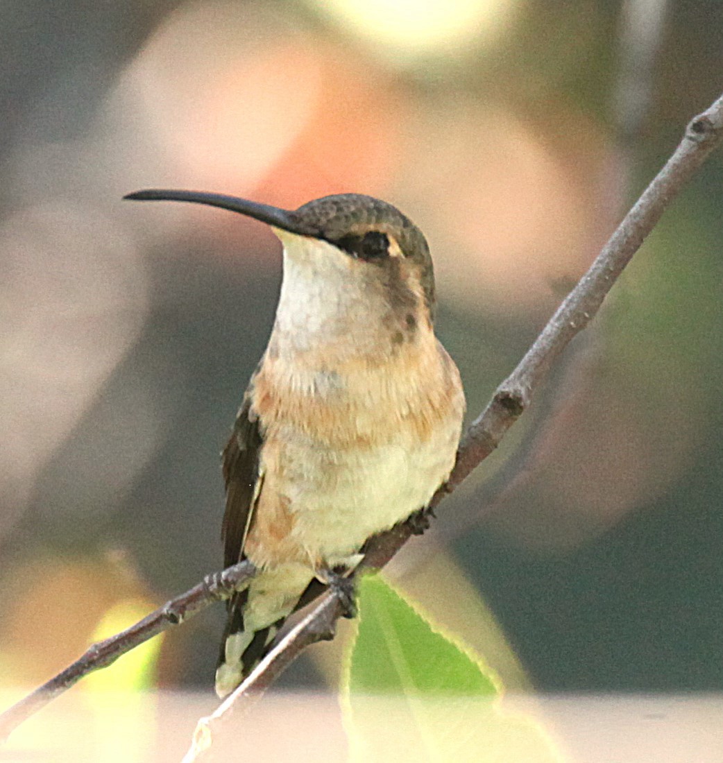 Işıldayan Kolibri - ML642768254