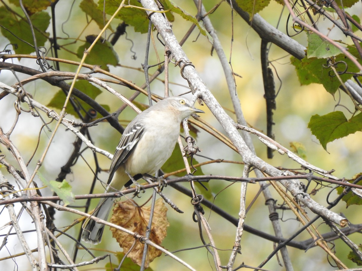 Northern Mockingbird - ML642768255