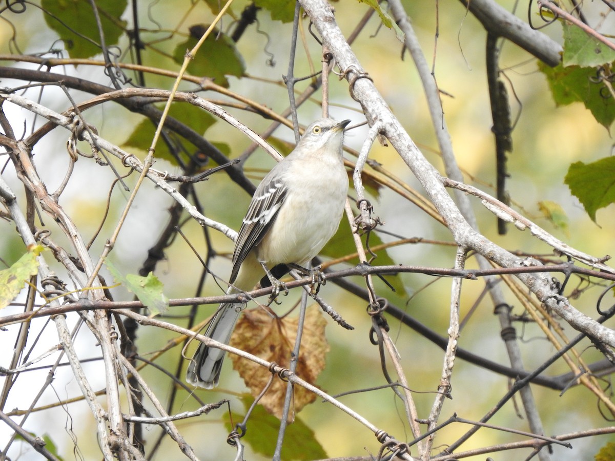 Northern Mockingbird - ML642768256