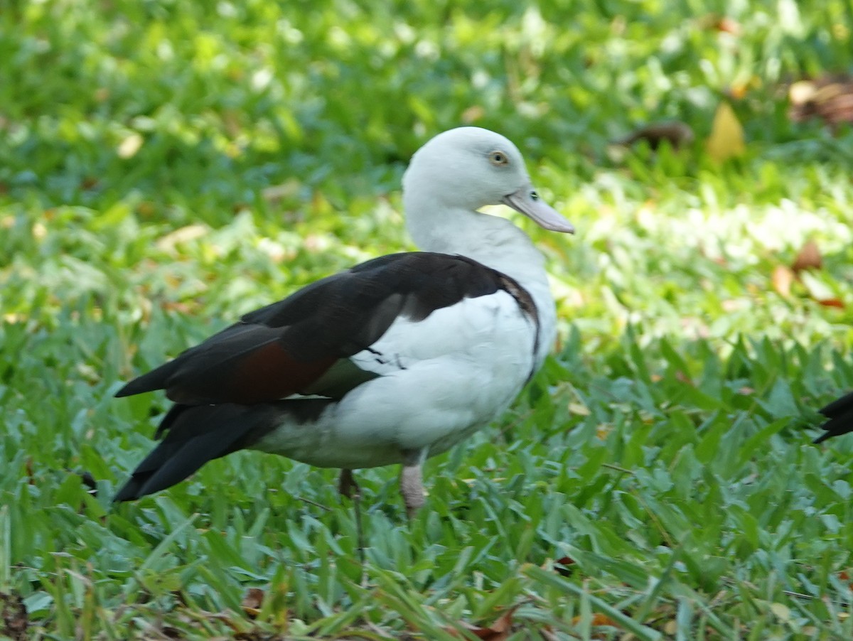 Radjah Shelduck - ML642768267