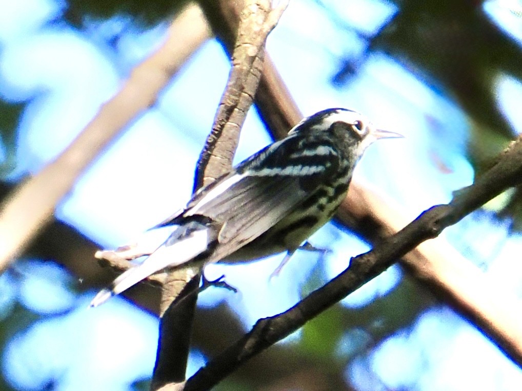 Black-and-white Warbler - ML642768284