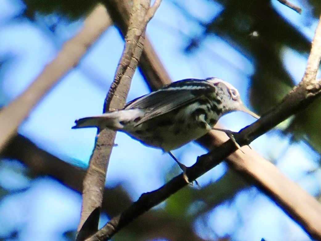 Black-and-white Warbler - ML642768285