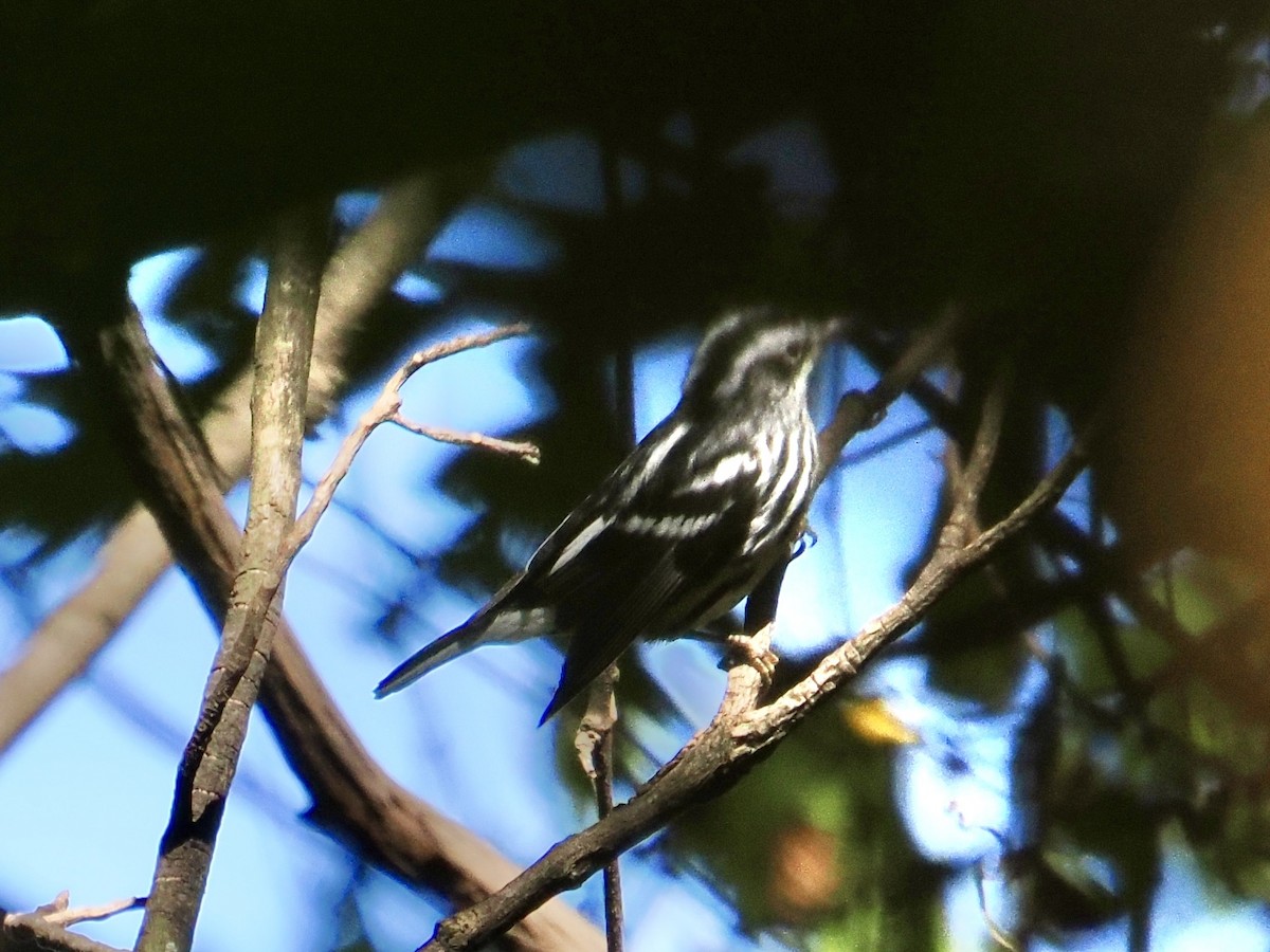 Black-and-white Warbler - ML642768286
