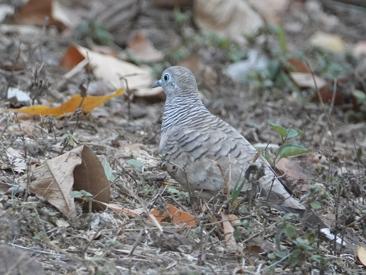 Peaceful Dove - ML642768287