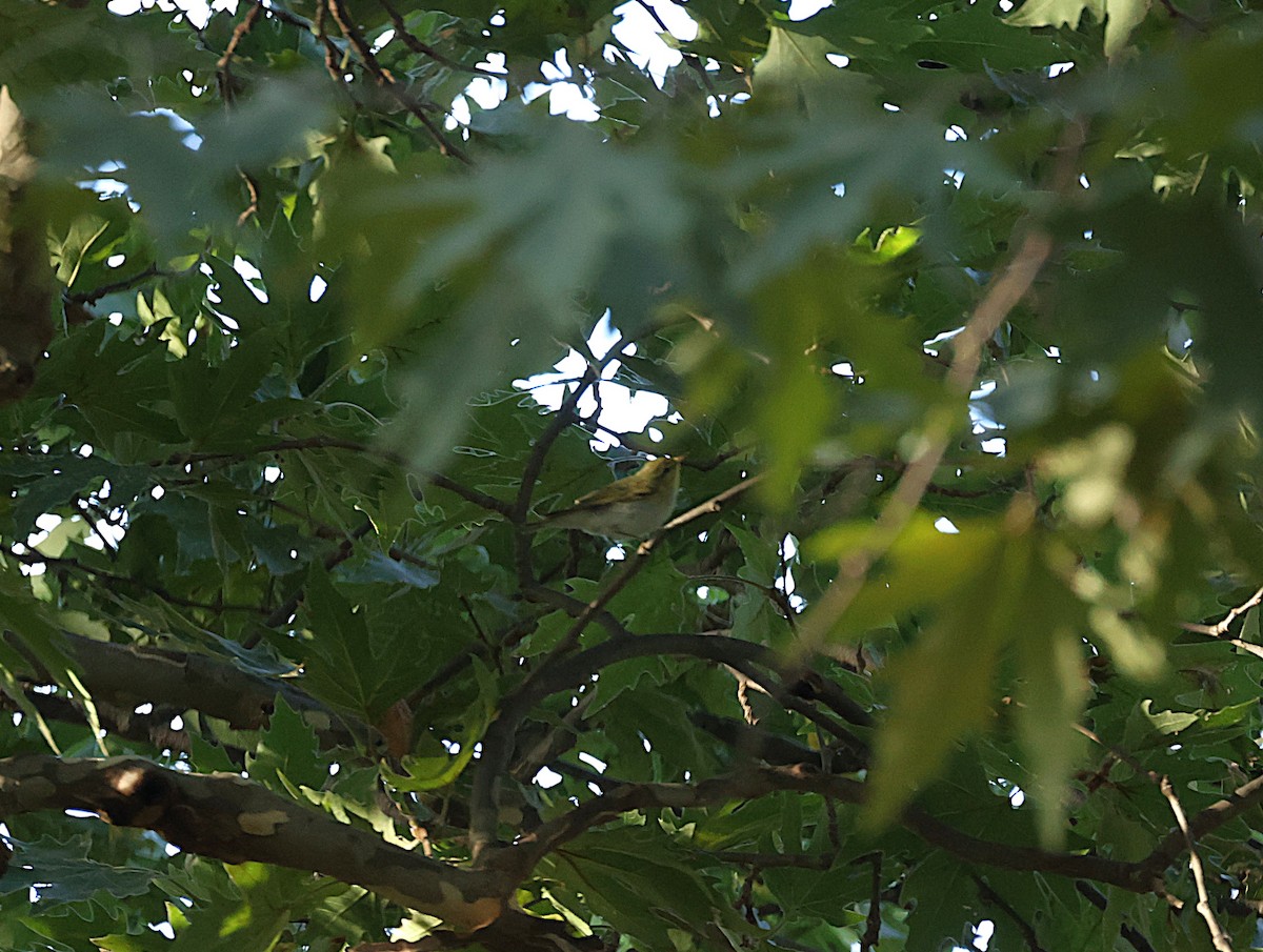 Mosquitero Silbador - ML642768289
