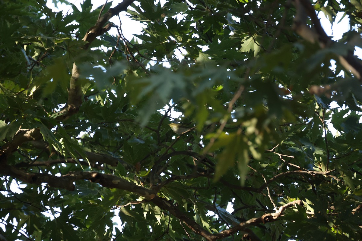 Mosquitero Silbador - ML642768290