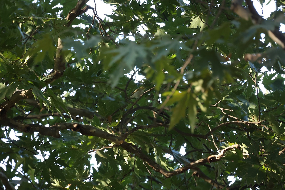 Mosquitero Silbador - ML642768291