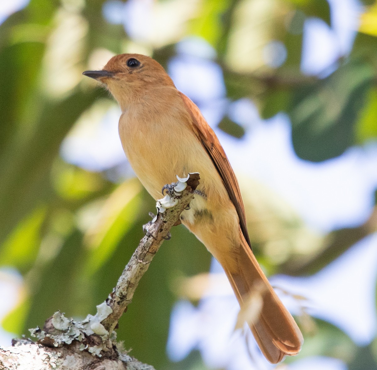 Rufous Casiornis - ML642768292
