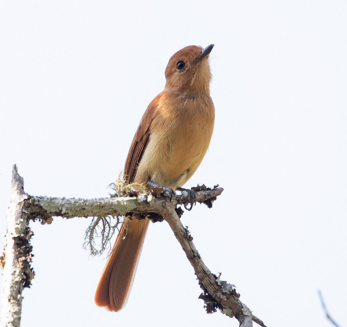 Rufous Casiornis - ML642768293