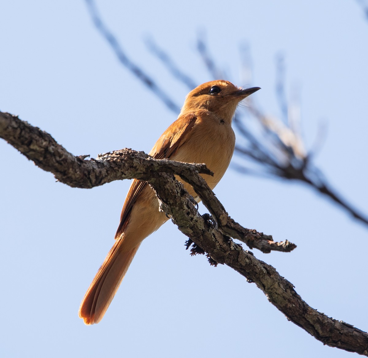 Rufous Casiornis - ML642768295