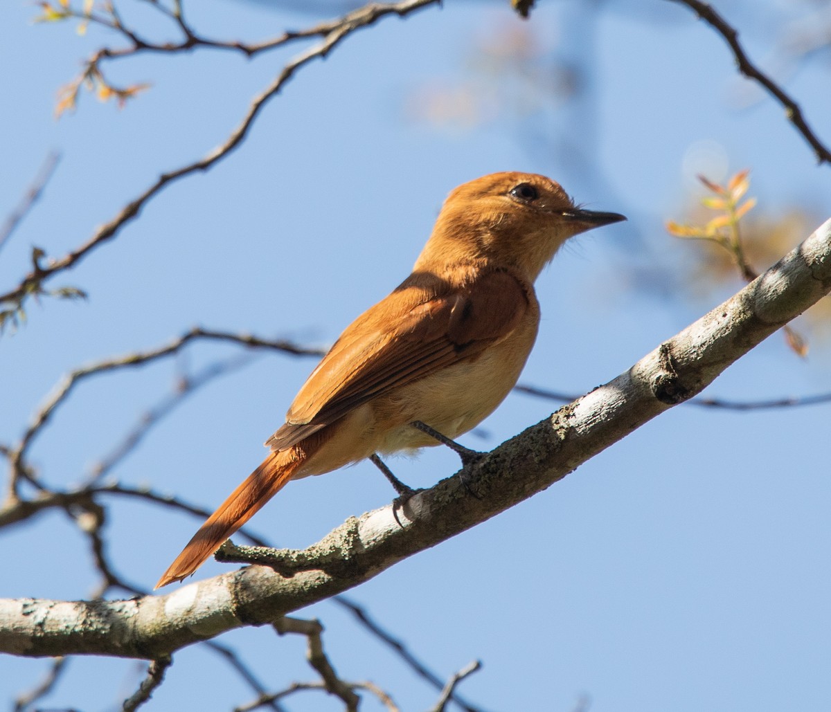 Rufous Casiornis - ML642768296