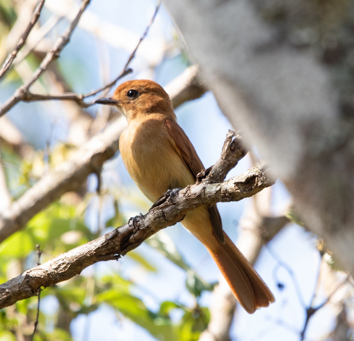 Rufous Casiornis - ML642768297
