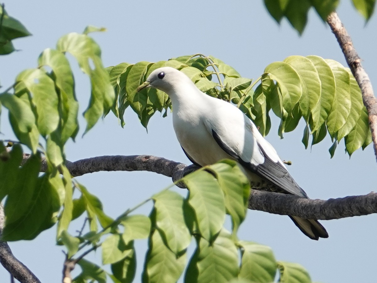 Torresian Imperial-Pigeon - ML642768300