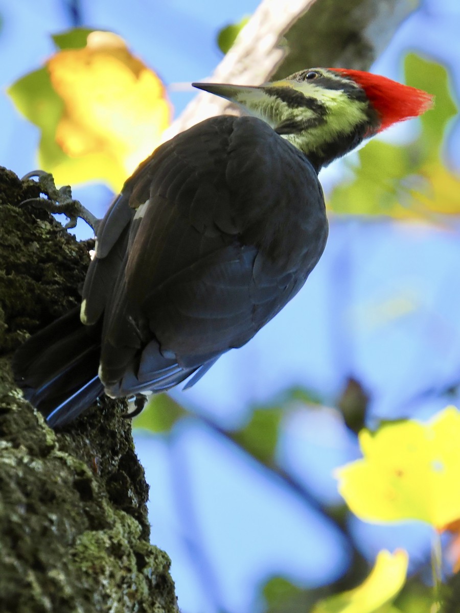 Pileated Woodpecker - ML642768303