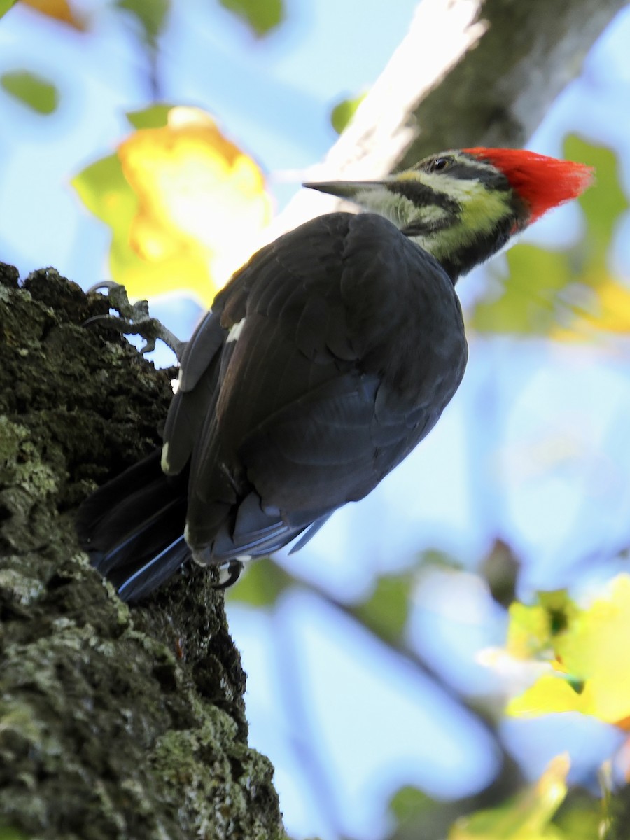 Pileated Woodpecker - ML642768304