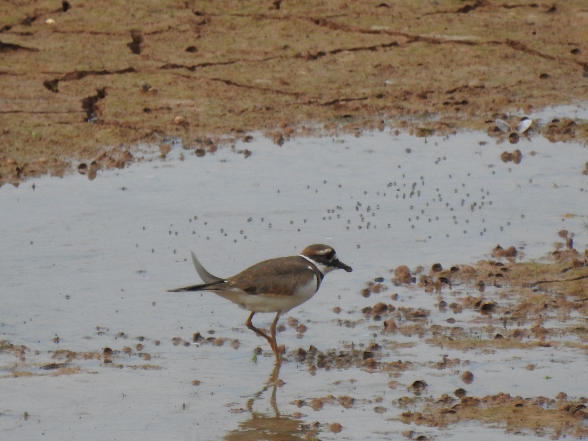 Killdeer - ML642768307