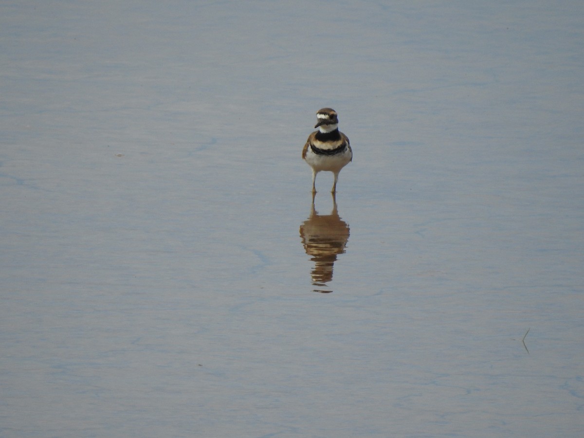 Killdeer - ML642768308
