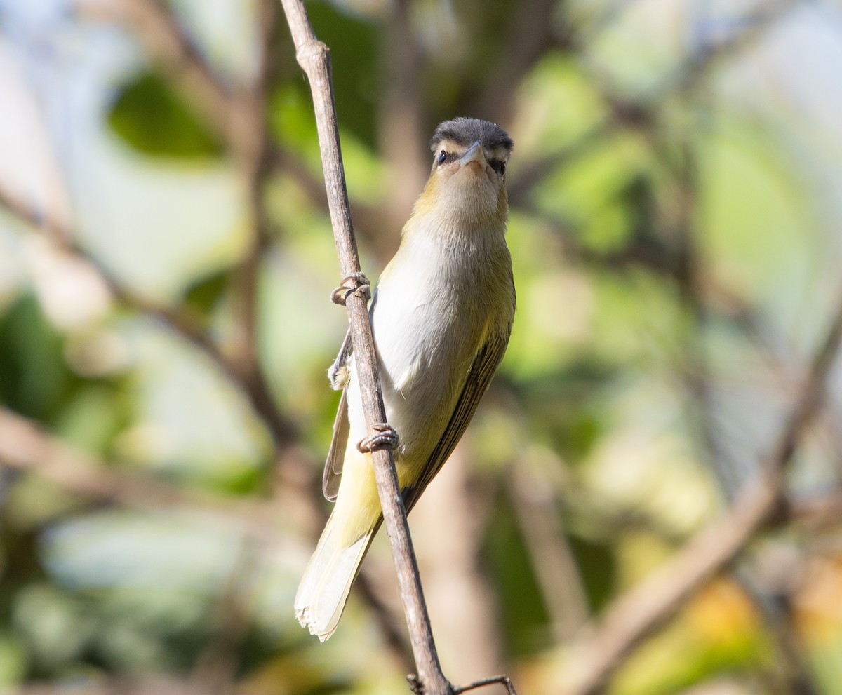 Chivi Vireo - ML642768346