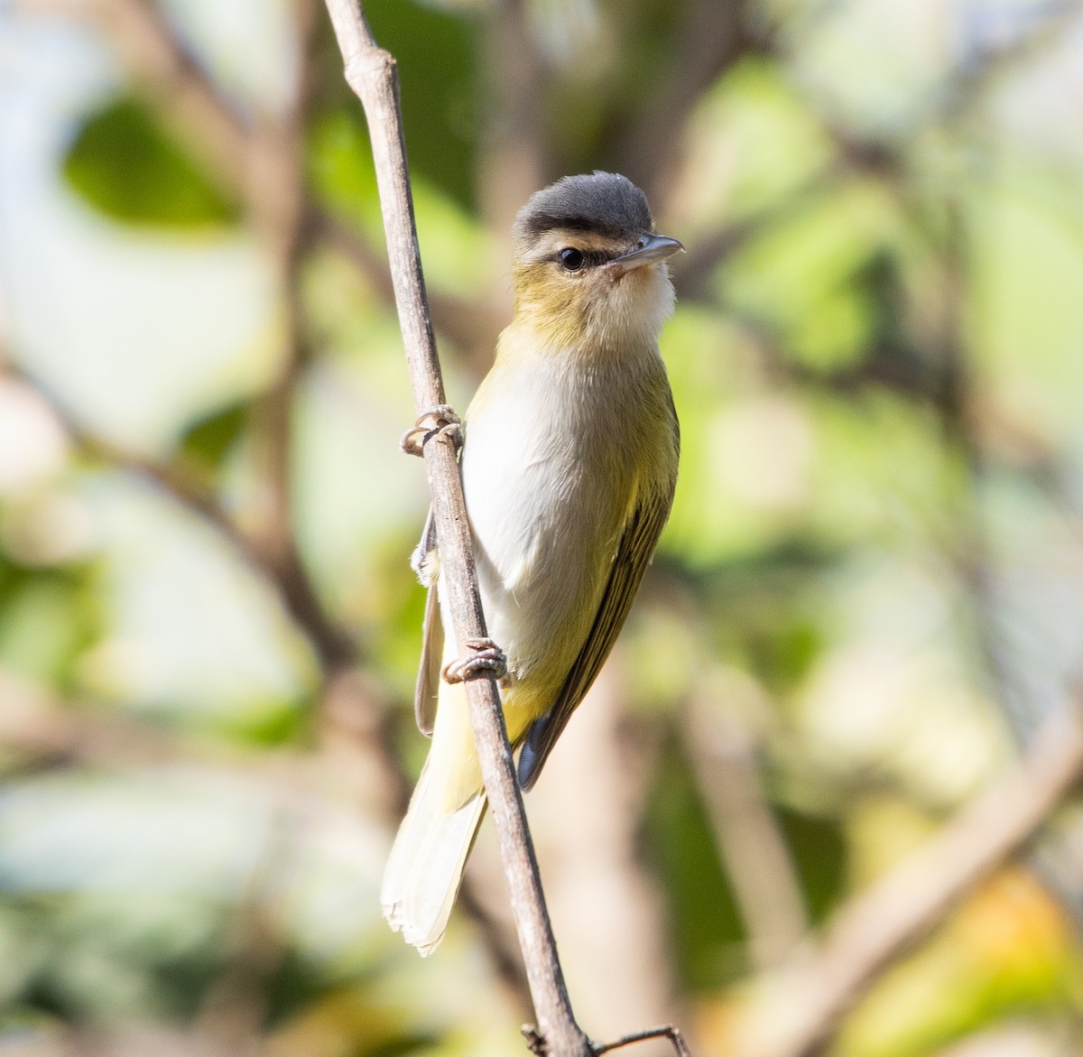 Chivi Vireo - ML642768347