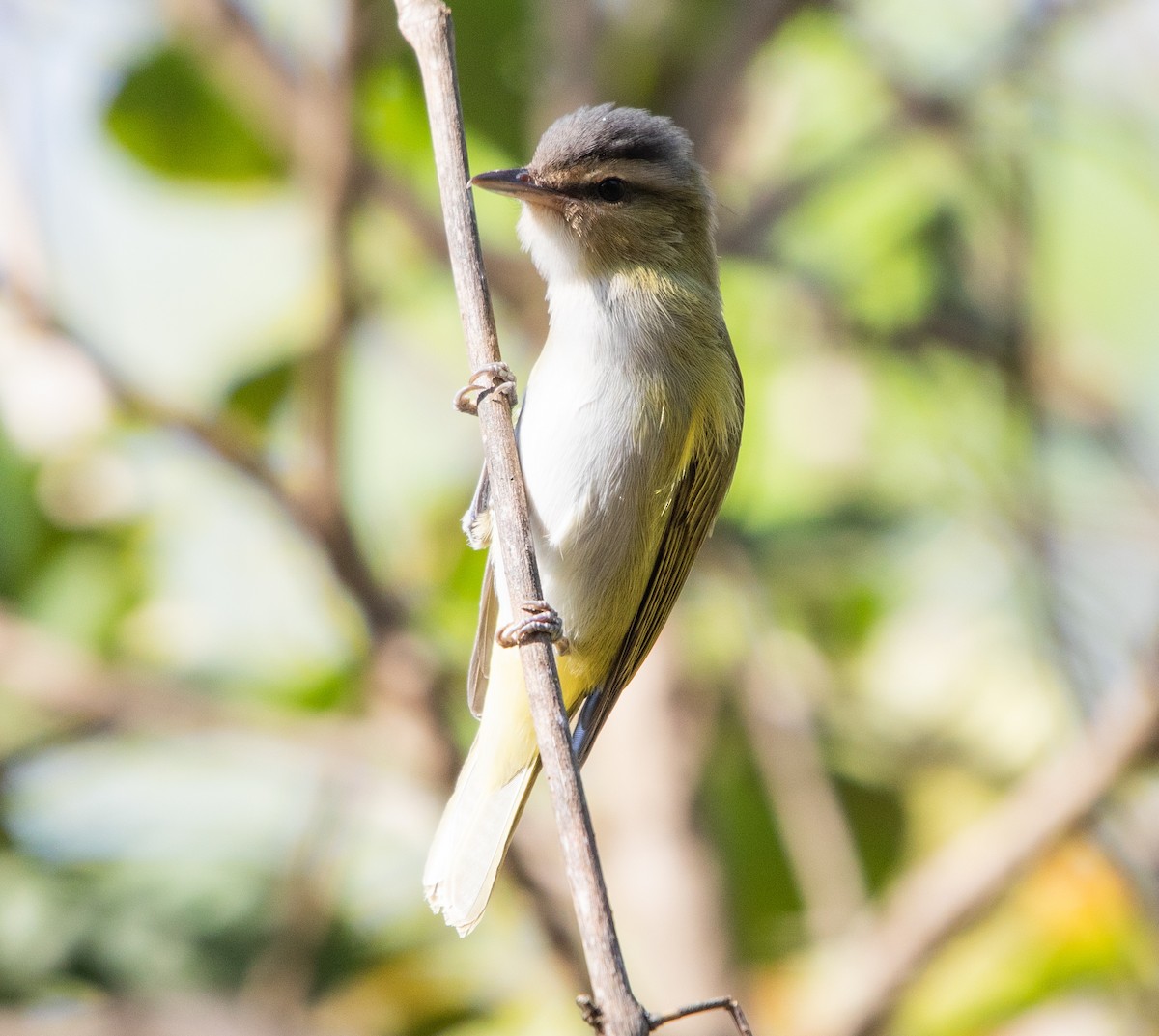 Chivi Vireo - ML642768348