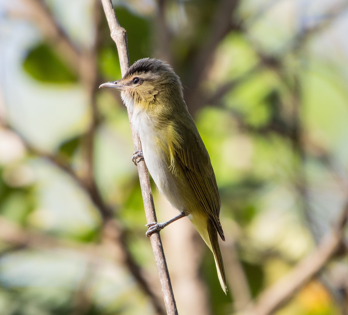 Chivi Vireo - ML642768349