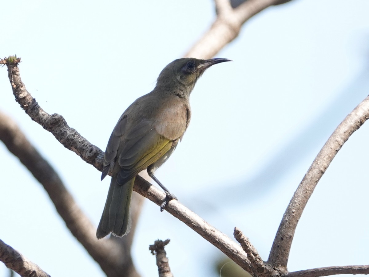 White-gaped Honeyeater - ML642768368