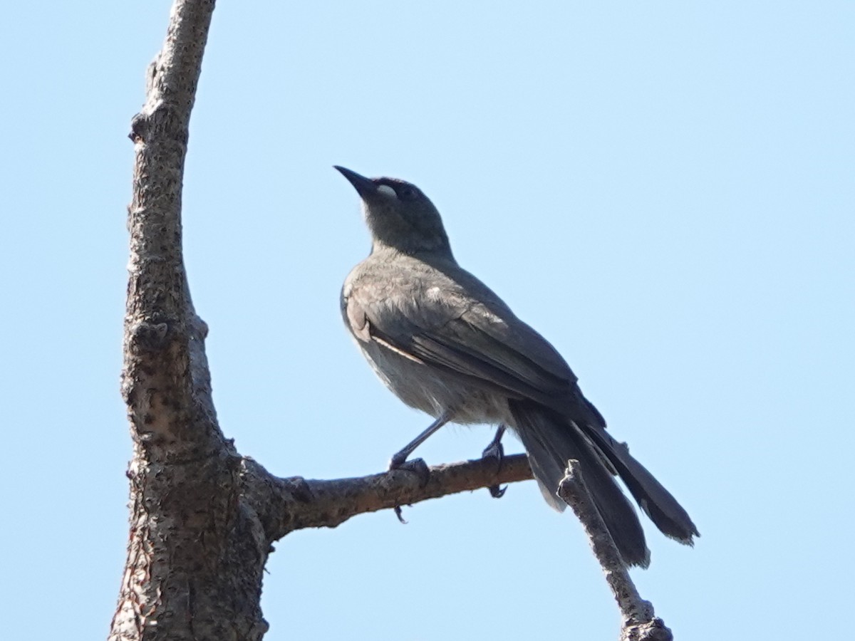 White-gaped Honeyeater - ML642768369