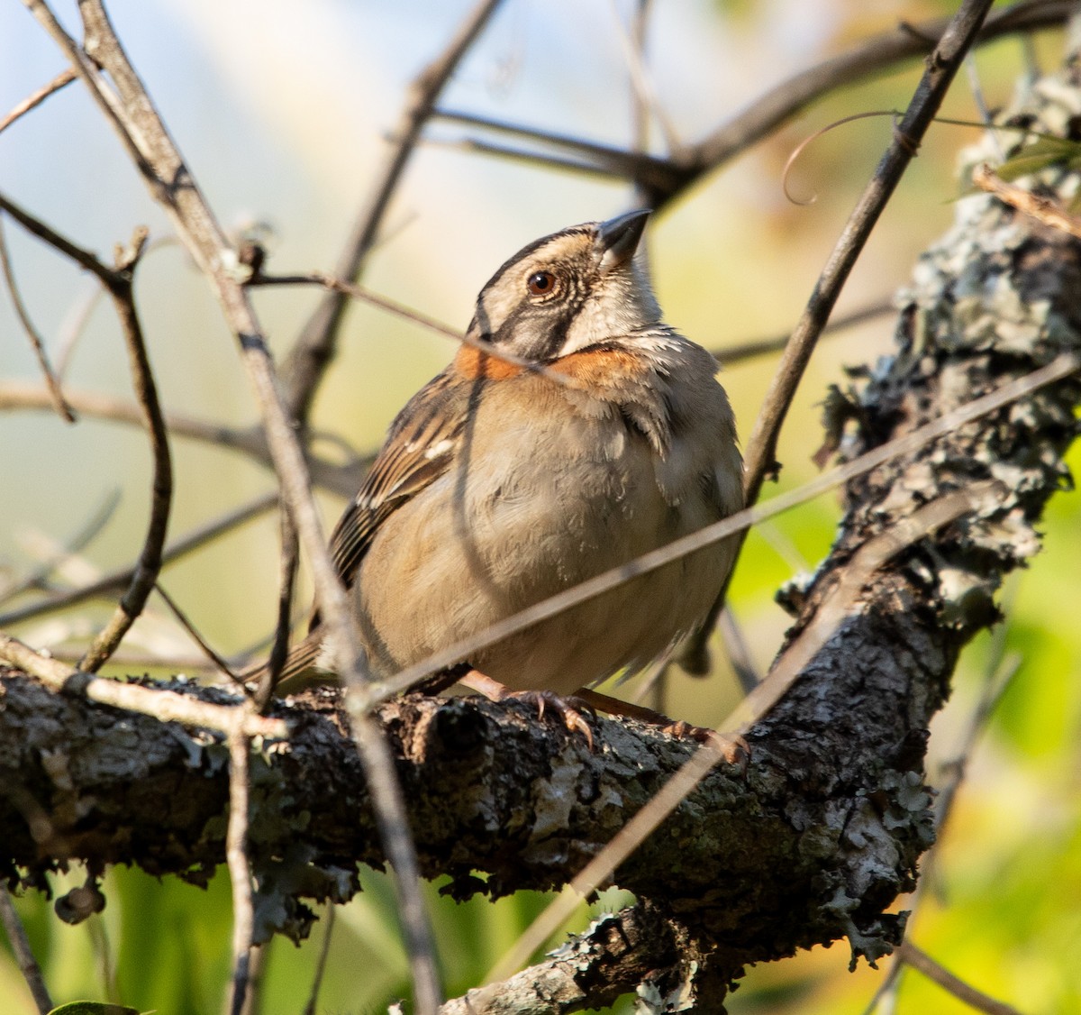 Rufous-collared Sparrow - ML642768375