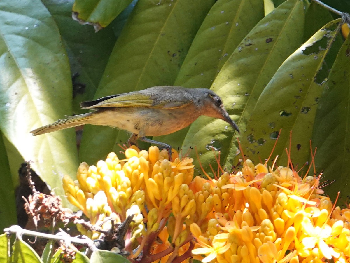 Brown Honeyeater - ML642768396