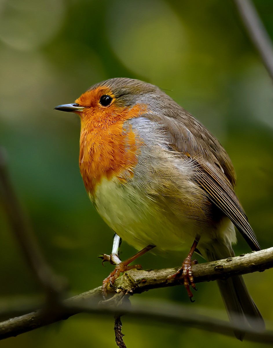 European Robin - ML642768416