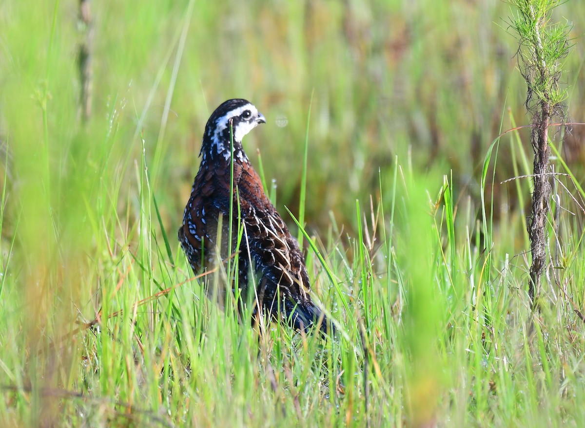 Northern Bobwhite - ML642768418