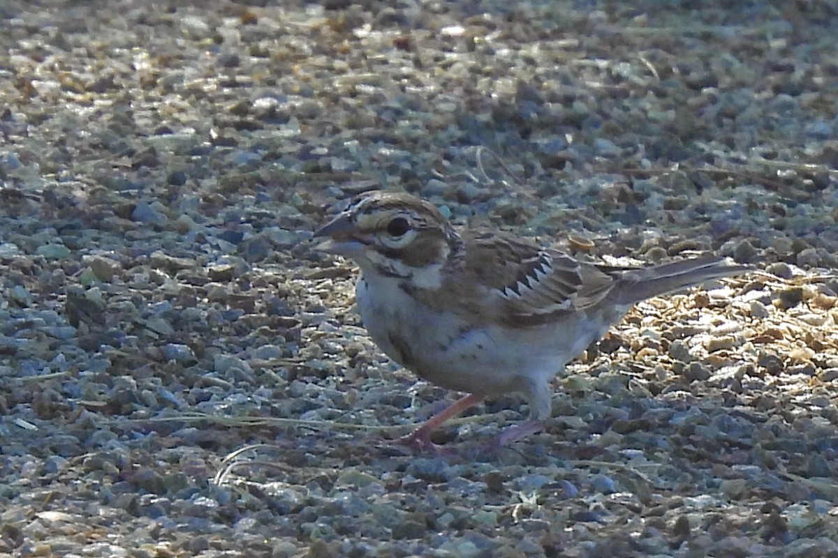 Lark Sparrow - ML642768420