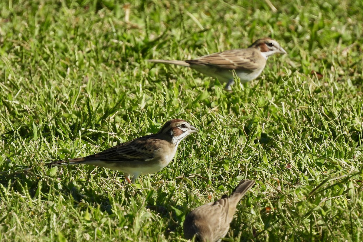 Lark Sparrow - ML642768421