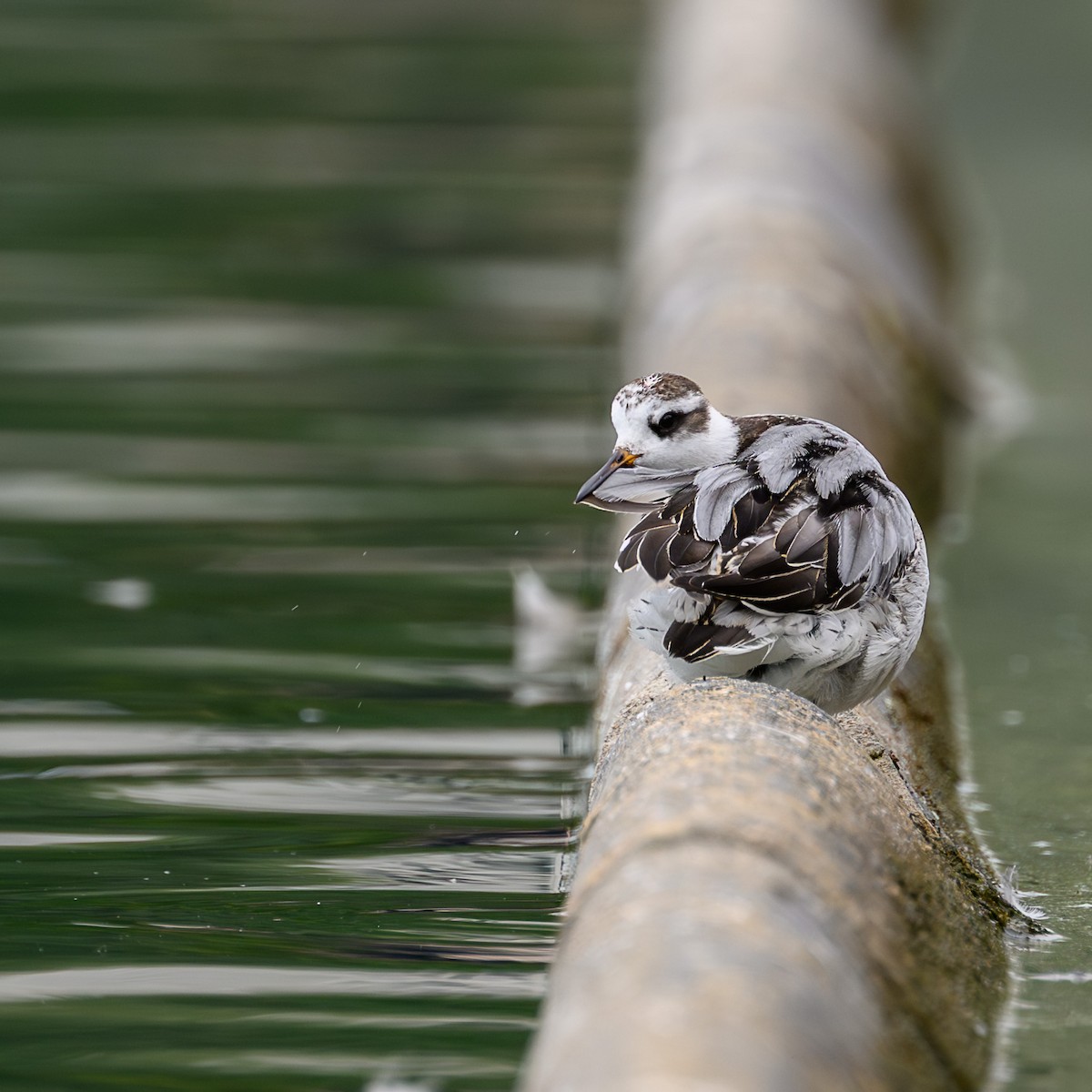 lyskonoh ploskozobý - ML642768425