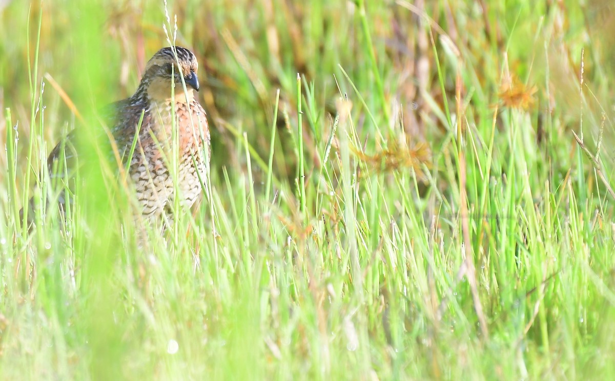 Northern Bobwhite - ML642768426