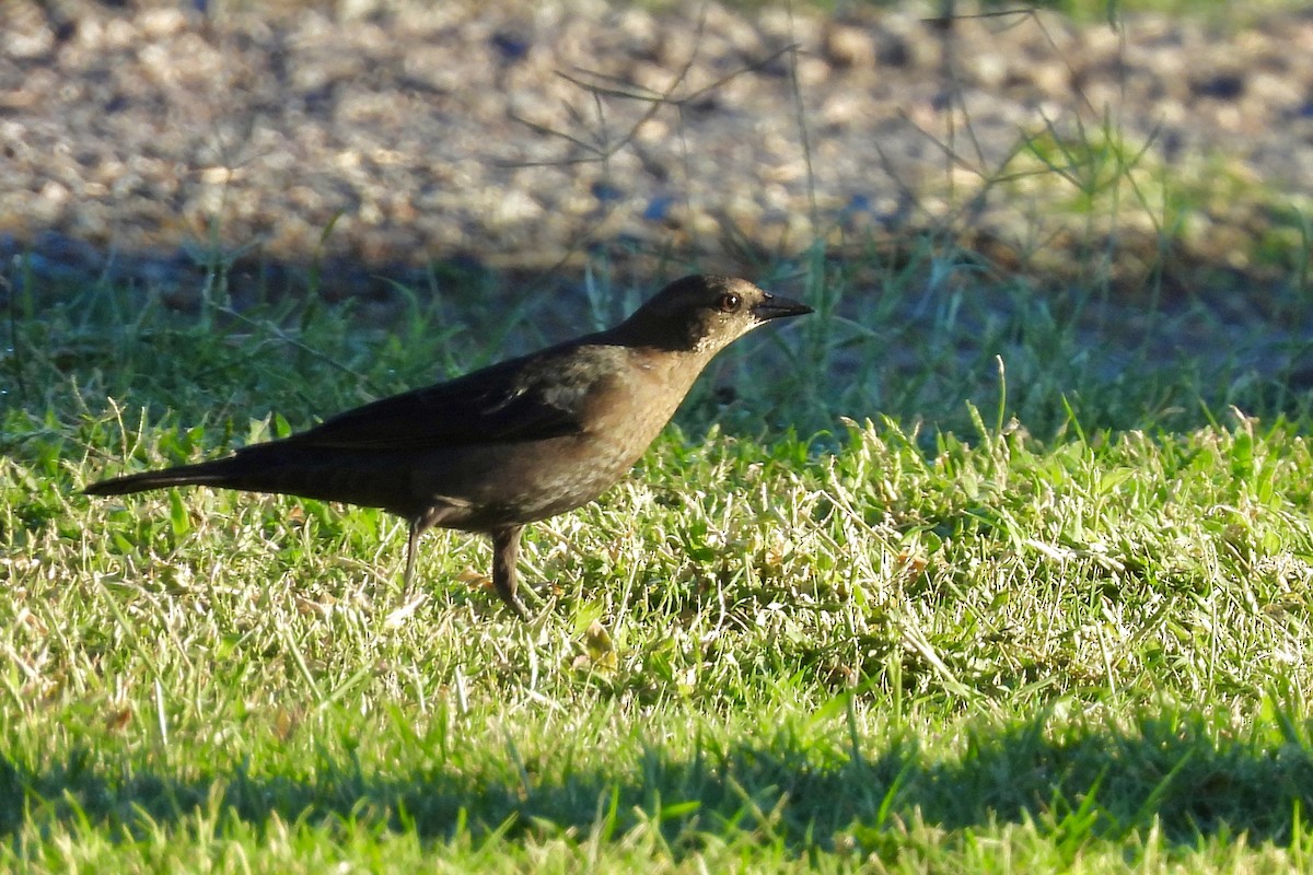 Brewer's Blackbird - ML642768437