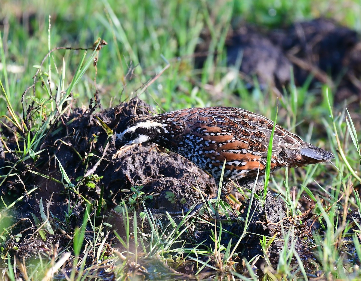 Northern Bobwhite - ML642768439
