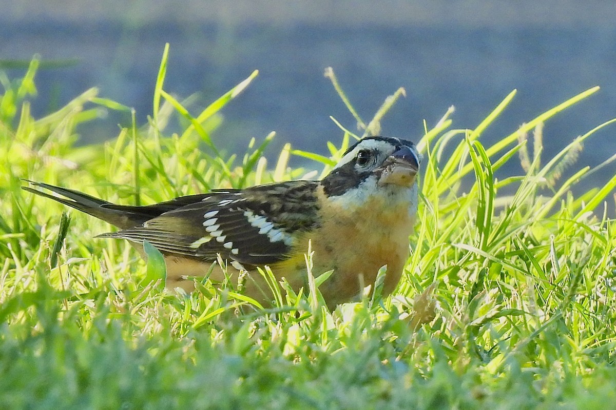 Black-headed Grosbeak - ML642768443