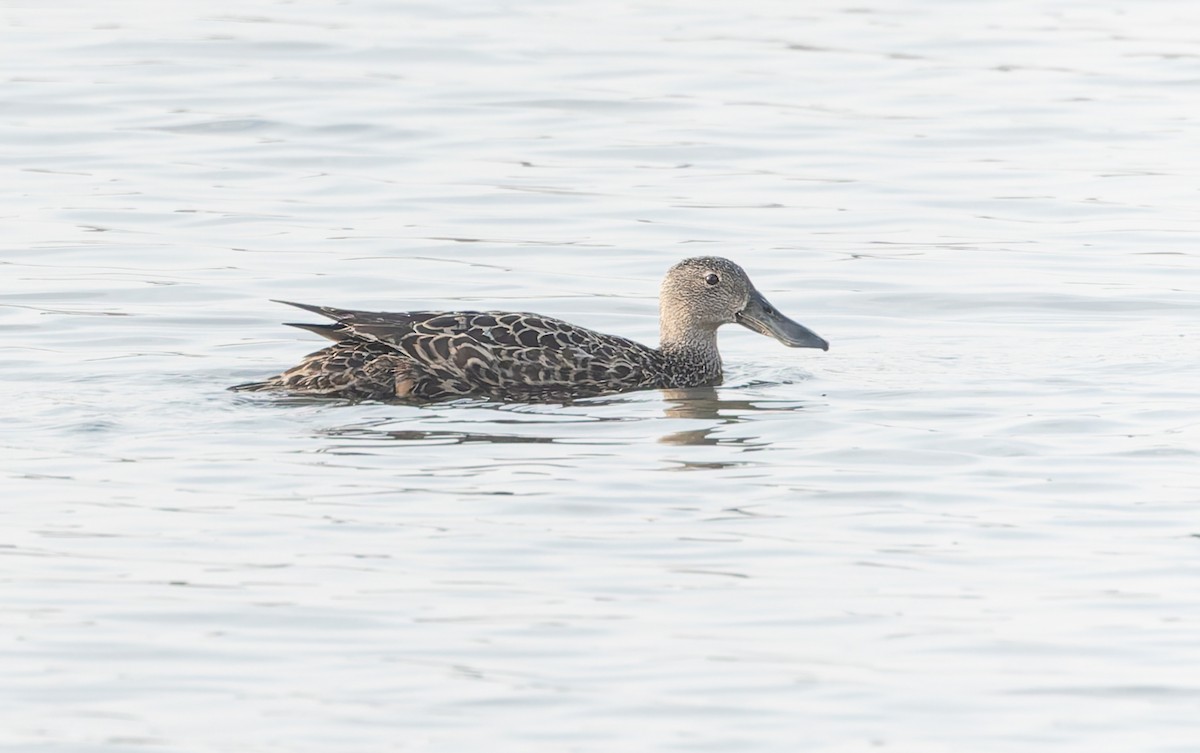 Cape Shoveler - ML642768444