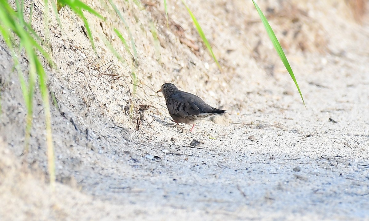 Common Ground Dove - ML642768453
